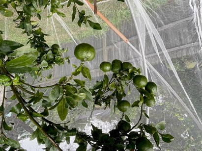 Mandarins growing