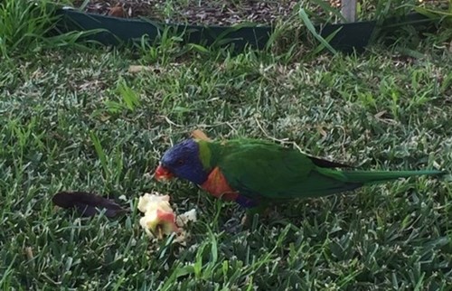 Rainbow Lorikeet Normanhurst