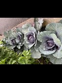red cabbage