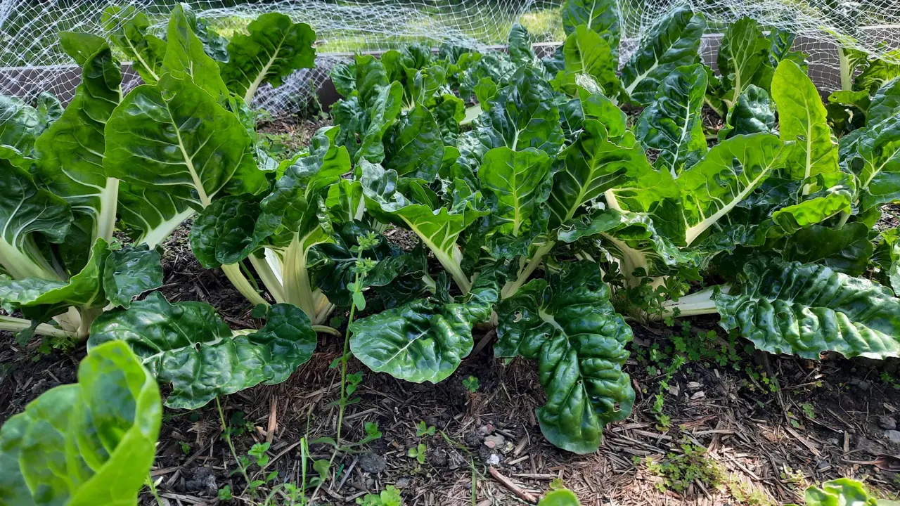 Gardening Group